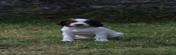 English Springer Spaniel dogs for sale: Springer spaniel puppies, Docked tails  in Hereford - Advert 11