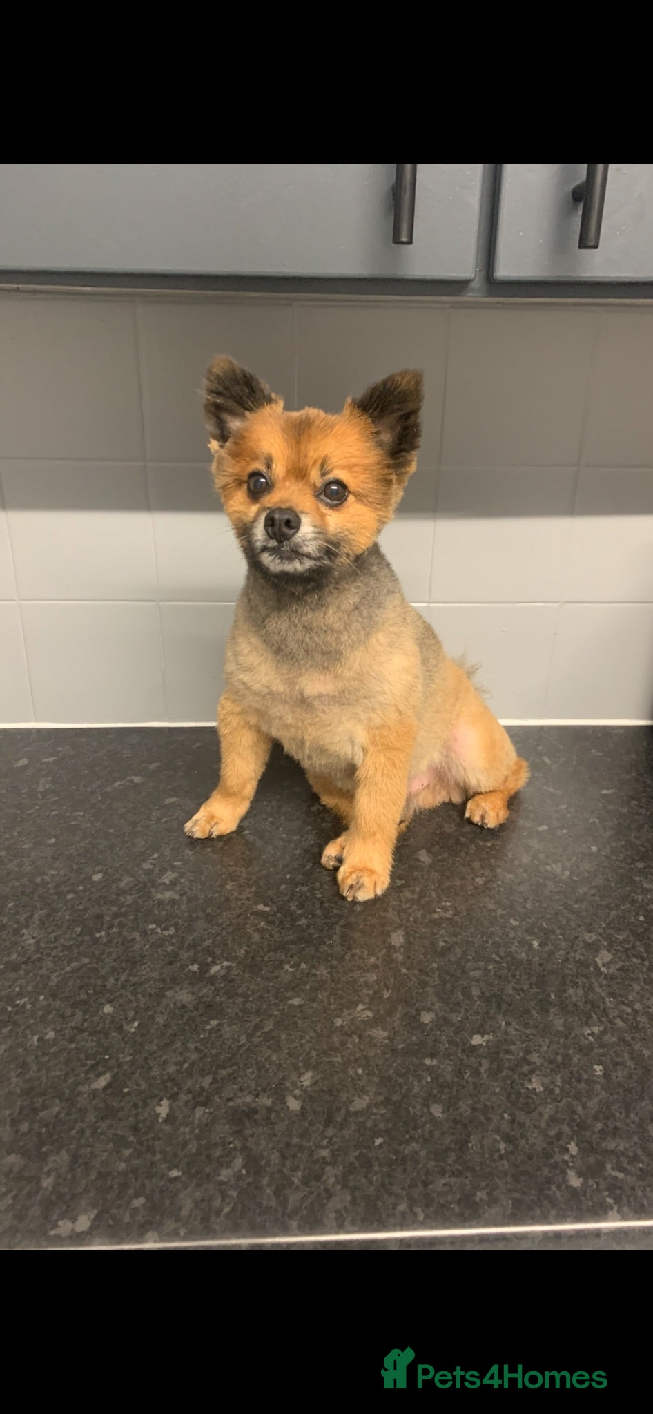 Pomeranian dogs Stud - Very good temperament male Pom  - Advert 1