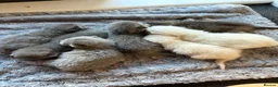 British Shorthair cats for sale: BSH kittens  - Advert 4
