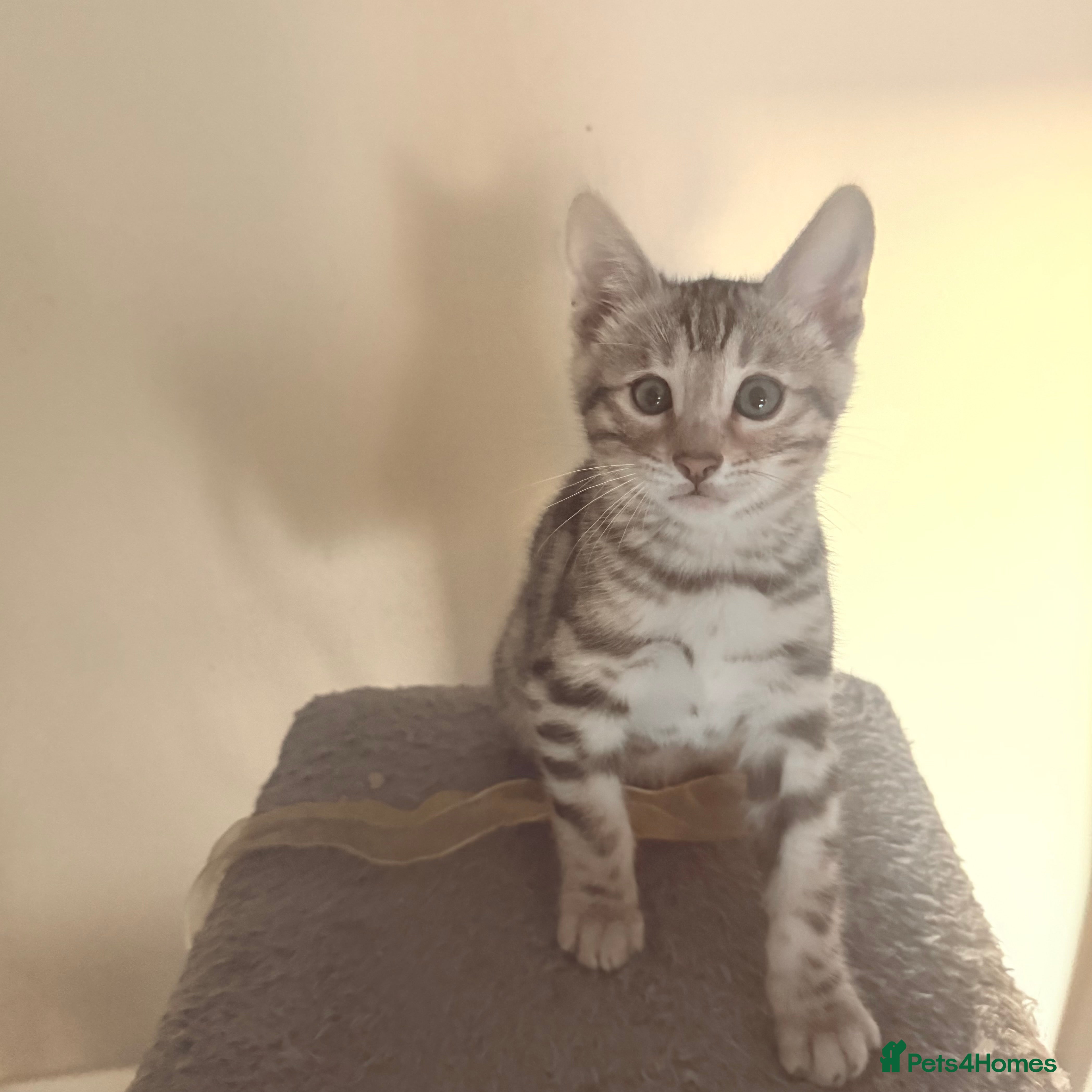 Bengal cats Pedigree Bengal Kitten 💙 - Advert 14
