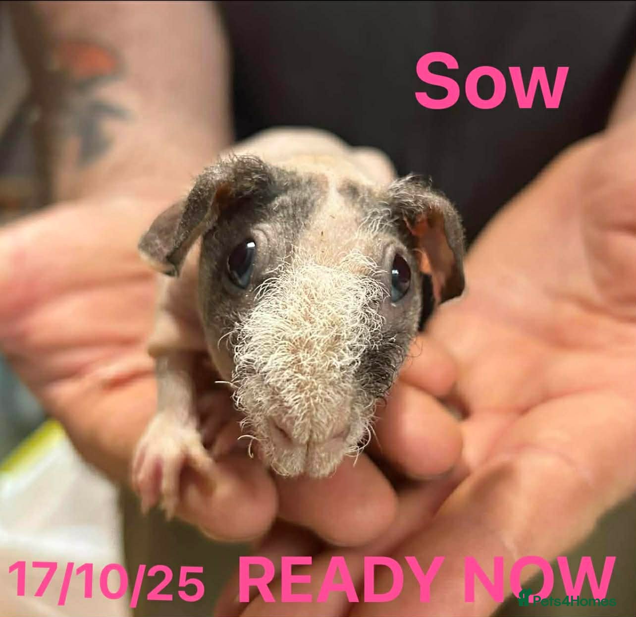 Guinea Pig rodents Skinny Pig Sows. READY NOW/RESERVE - Advert 12