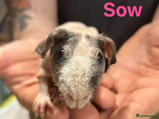 Guinea Pig rodents Skinny Pig Sows. - Advert 2