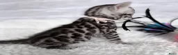 Bengal cats for sale: Exceptional Silver Bengal Kittens in Basingstoke - Advert 3