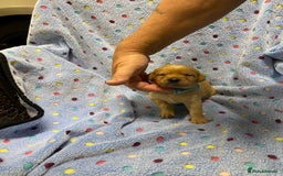 Labrador Retriever dogs for sale: Stunning Litter from working parents KC reg - Image 12