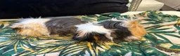 Guinea Pig rodents for sale: 3 peruvian retired sisters for loving forever home - Advert 16