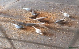 Doves birds for sale: Diamond doves, £10 each, sandbach  - Image 3