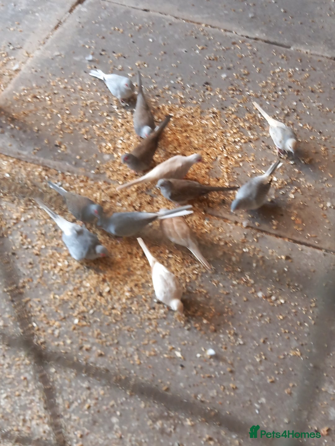Doves birds for sale: Diamond doves, £10 each, sandbach  - Image 3