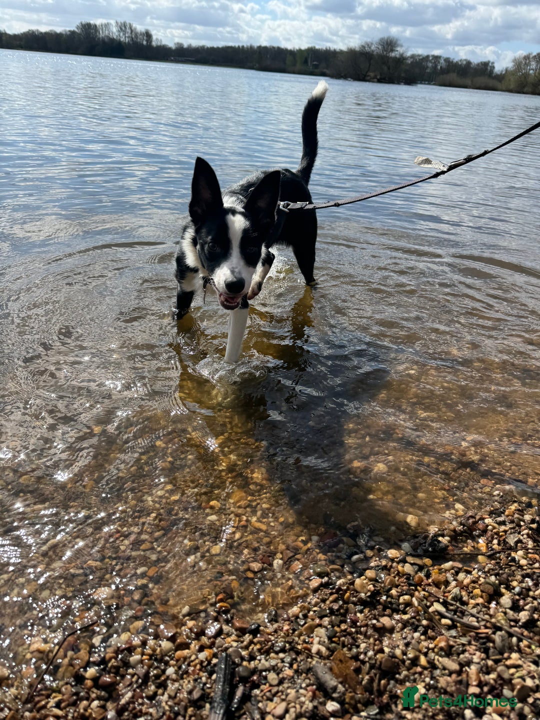 Border Collie dogs for sale: Nugget - 2 year old - Border Collie - Advert 4