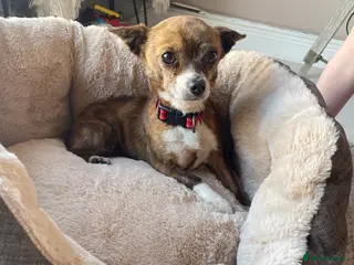 Chihuahua dogs Chihuahua - Advert 3