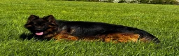 German Shepherd dogs for stud: ⭐️ Vonrocka tajfun ⭐️ - Advert 2