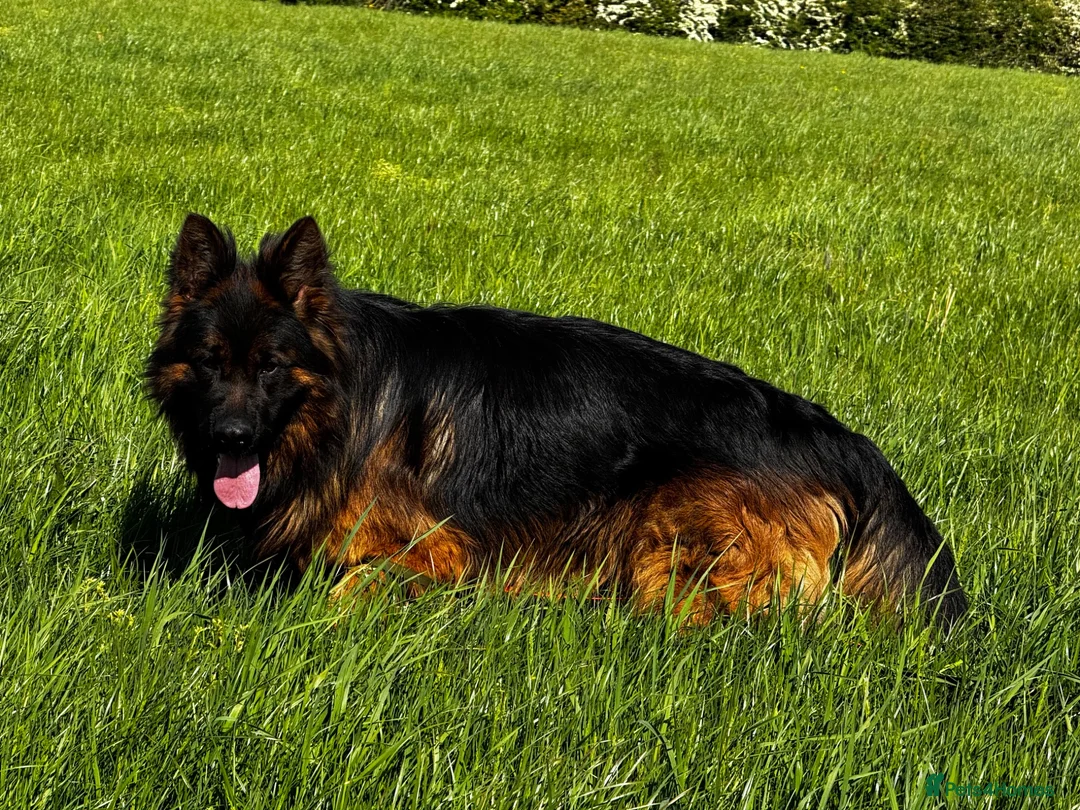 German Shepherd dogs for stud: ⭐️ Vonrocka tajfun ⭐️ - Advert 2