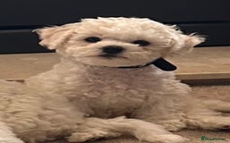 Bichon Frise dogs for sale: KC Bichon frise puppies - Image 3