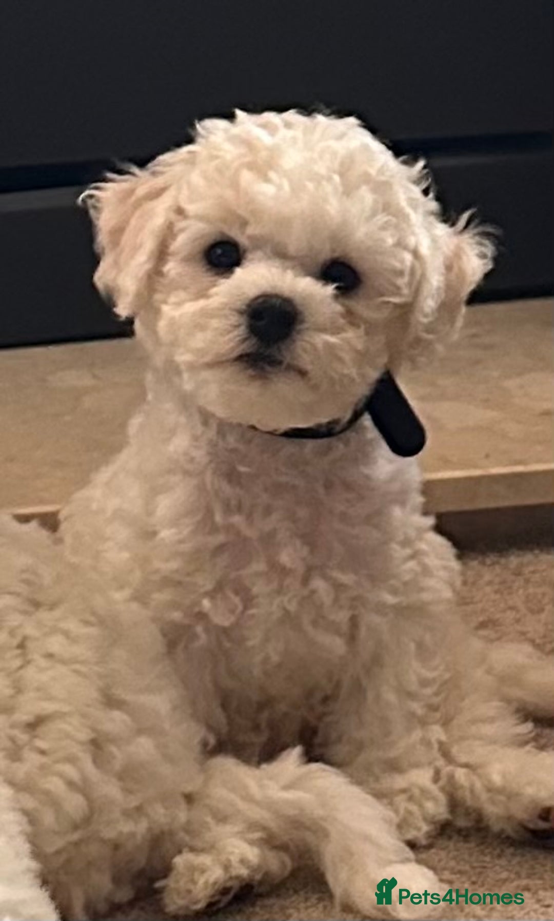 Bichon Frise dogs for sale: KC Bichon frise puppies - Image 3