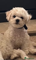 Bichon Frise dogs - Advert 3