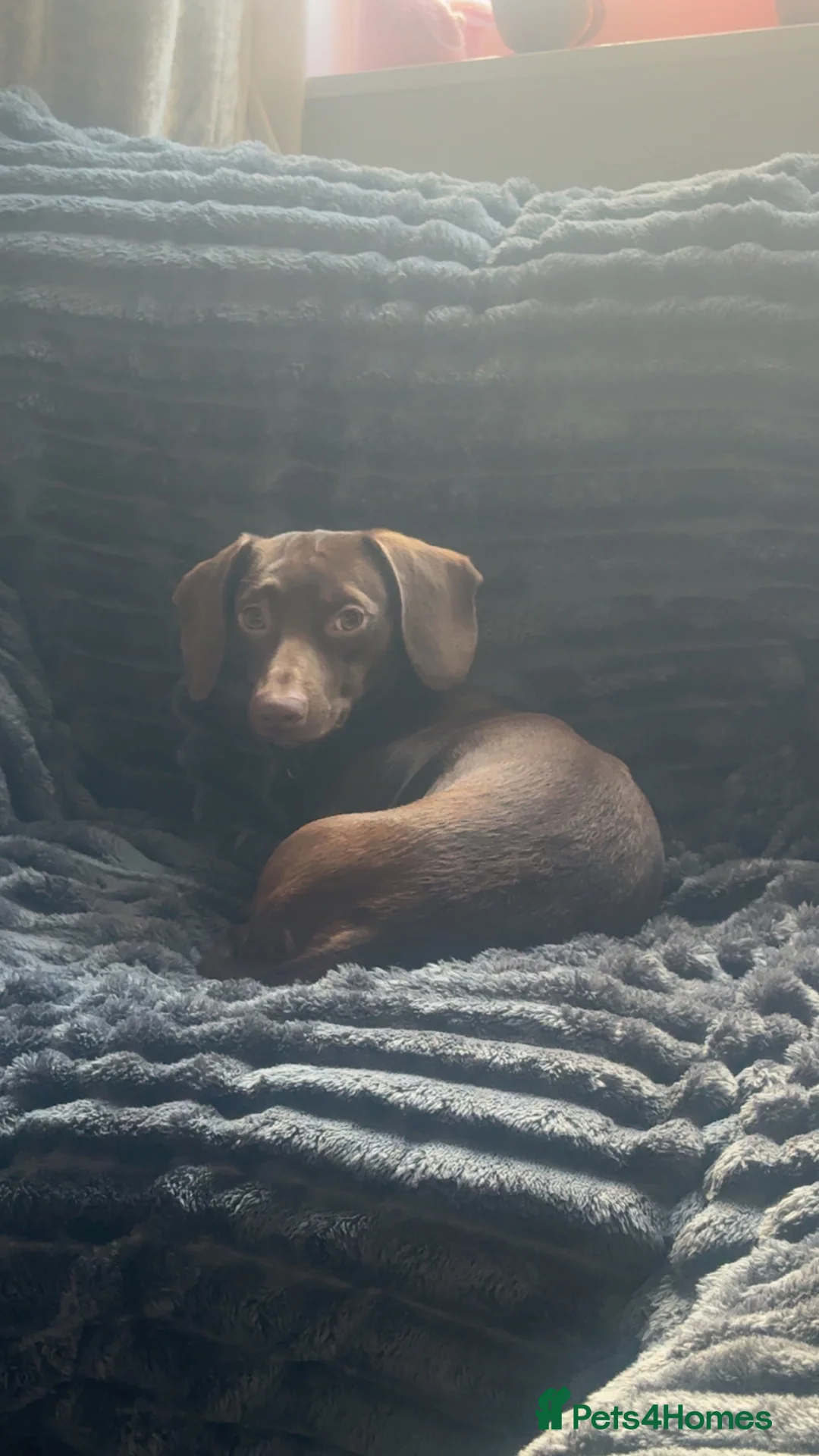 Dachshund dogs for stud: Dachshund stud - Advert 2