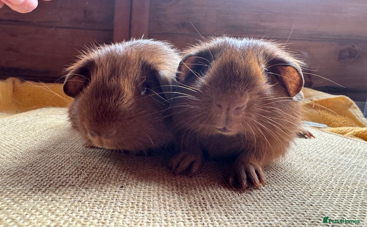 Guinea Pig rodents - Advert 3