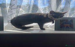 Mixed Breed cats for sale: Two cats need rehoming  - Image 1