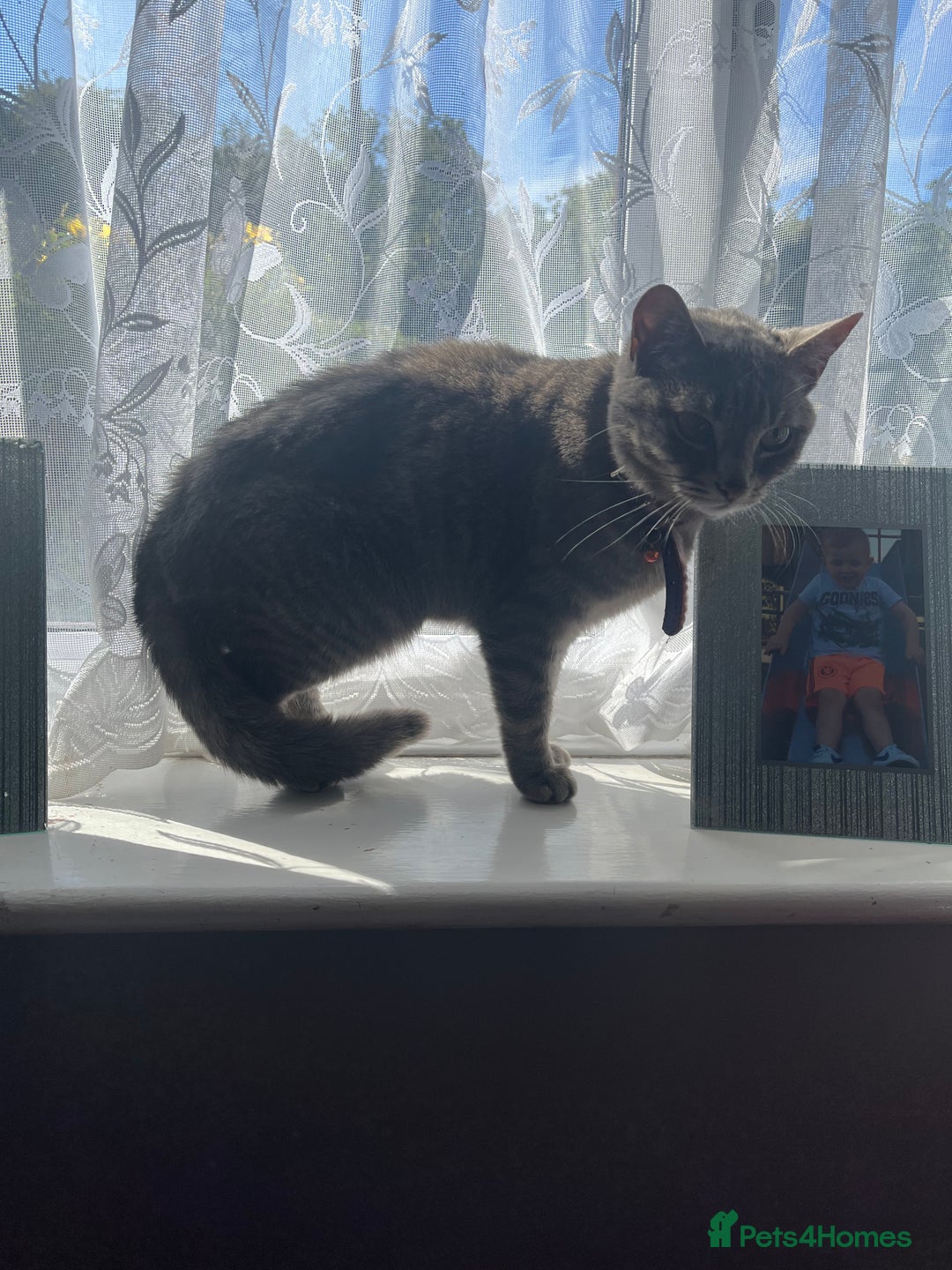Mixed Breed cats for sale: Two cats need rehoming  - Image 1