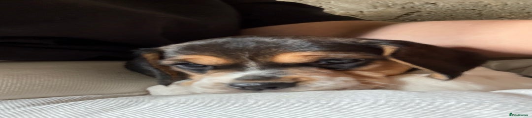 Beagle Puppy 1