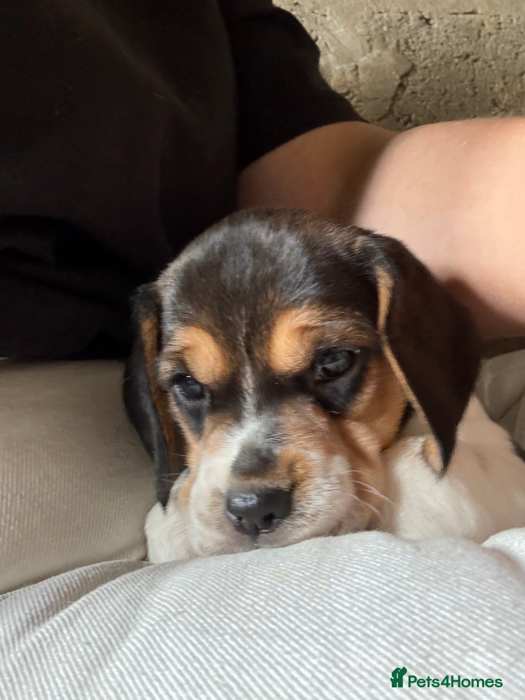 Beagle dogs for sale:  Beagle Pups - Parents DNA Tested - Image 1