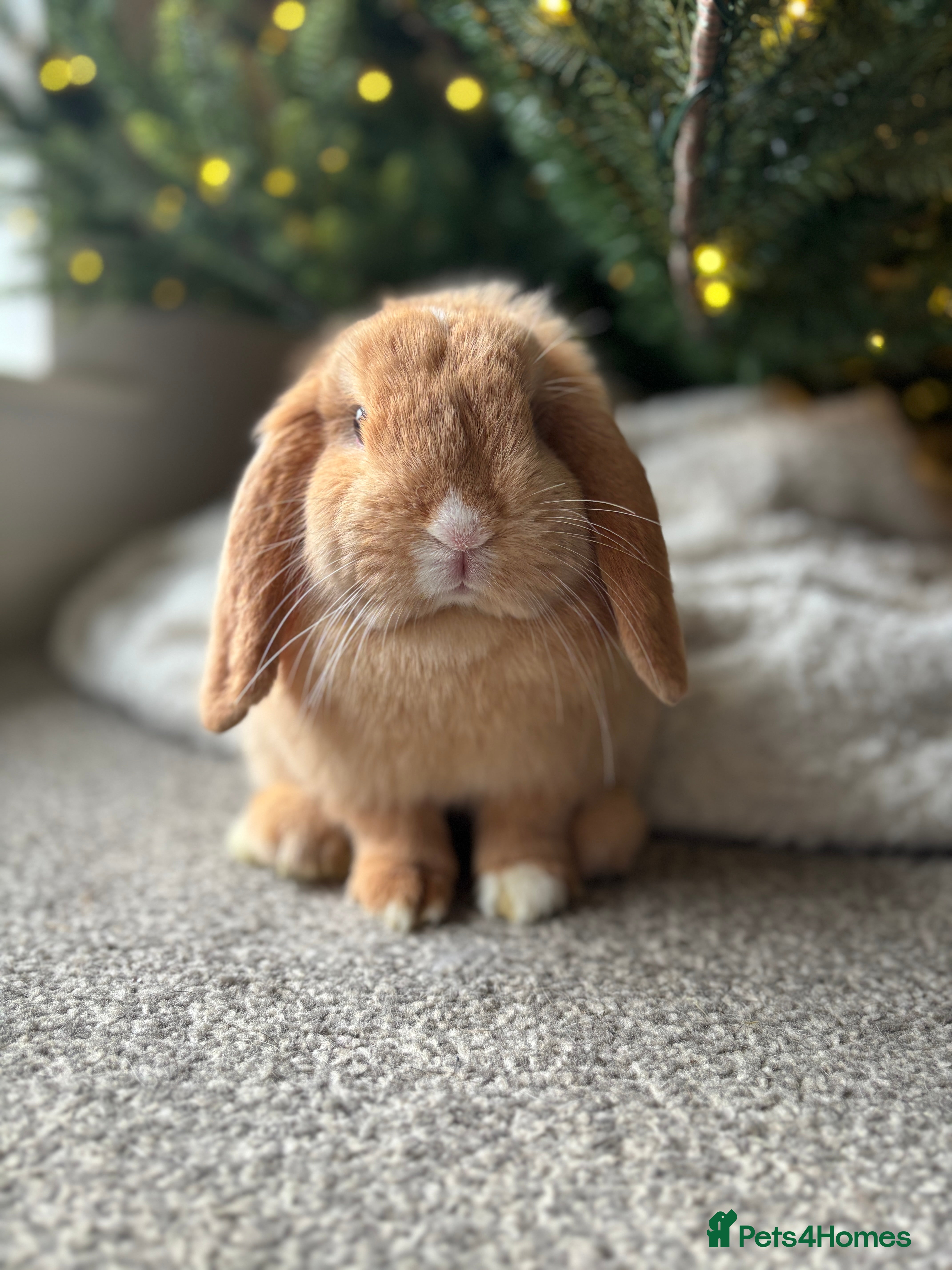 Mini Lop rabbits ✨ Stunning mini lops 👀 ✨  - Advert 4