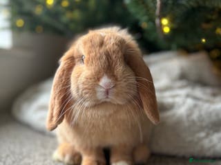 Mini Lop rabbits ✨ Stunning mini lops 👀 ✨ - Advert 5