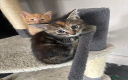 Mixed Breed cats for sale: Adorable fluffy friendly kittens for sale - Image 11