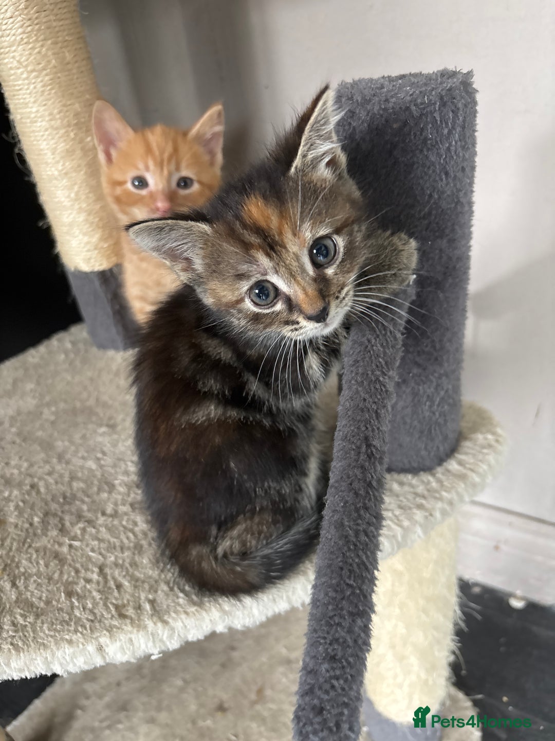 Mixed Breed cats for sale: Adorable fluffy friendly kittens for sale - Image 11
