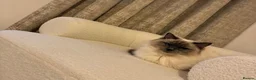 Ragdoll cats for sale: Ragdoll kittens  - Advert 1