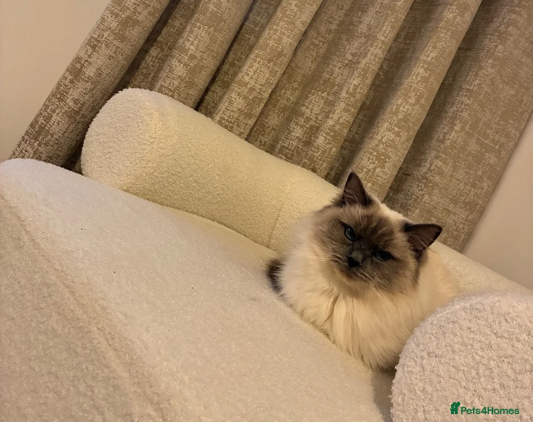 Ragdoll cats for sale: Ragdoll kittens  - Advert 1
