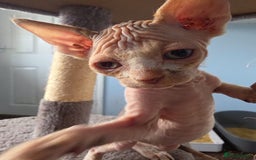 Sphynx cats for sale: 🩷 Sphynx Kitten – Female - Image 7