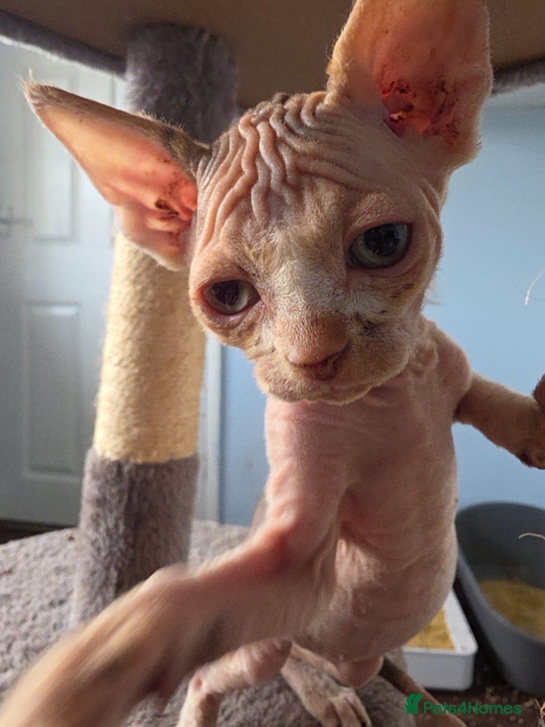 Sphynx cats for sale: 🩷 Sphynx Kitten – Female - Image 7
