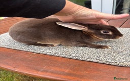 Rex rabbits for sale: Stunning Purebred Chocolate Otter Mini Rex Buck - Image 3