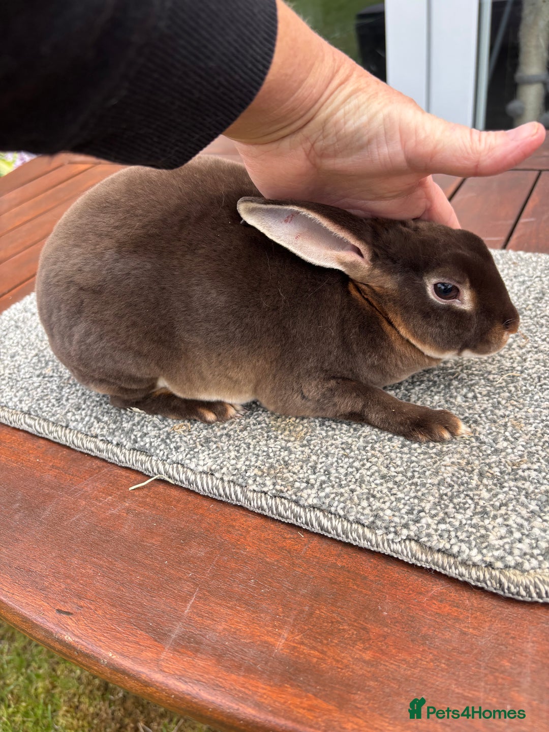Rex rabbits for sale: Stunning Purebred Chocolate Otter Mini Rex Buck - Image 3