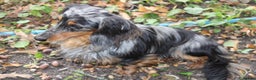 Miniature Dachshund dogs for stud: KC Reg Fully Health Tested clear Silver Dapple  in Southampton - Advert 4