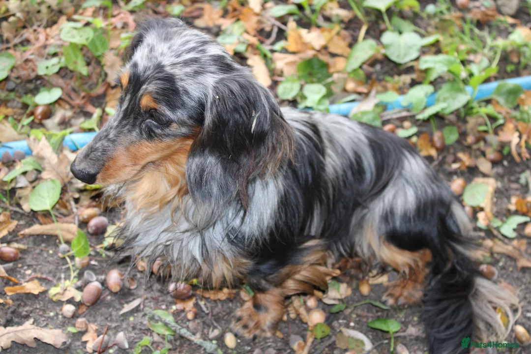 Miniature Dachshund dogs for stud: KC Reg•DNA Tested • Longhaired Silver Dapple  in Southampton - Advert 4