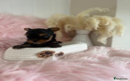 Yorkshire Terrier dogs for sale: 4 boys available  in London - Image 12