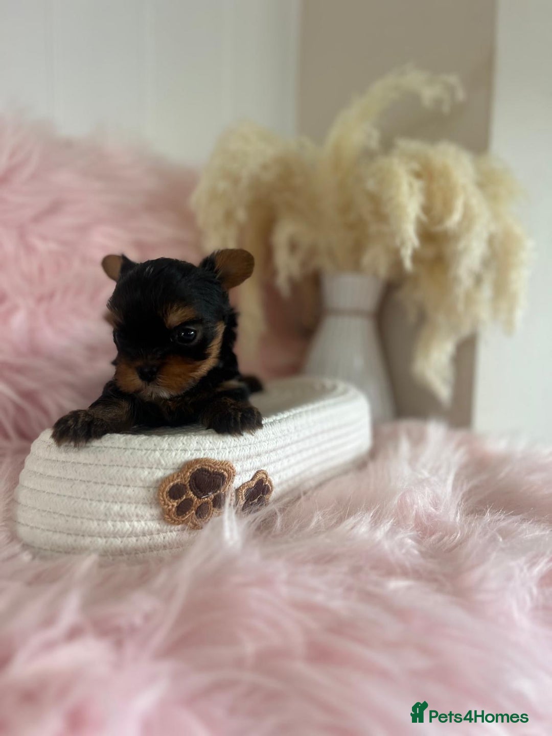 Yorkshire Terrier dogs for sale: 4 boys available  in London - Image 12
