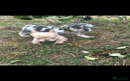 French Bulldog dogs for sale: 2 French bulldog pups - Image 4