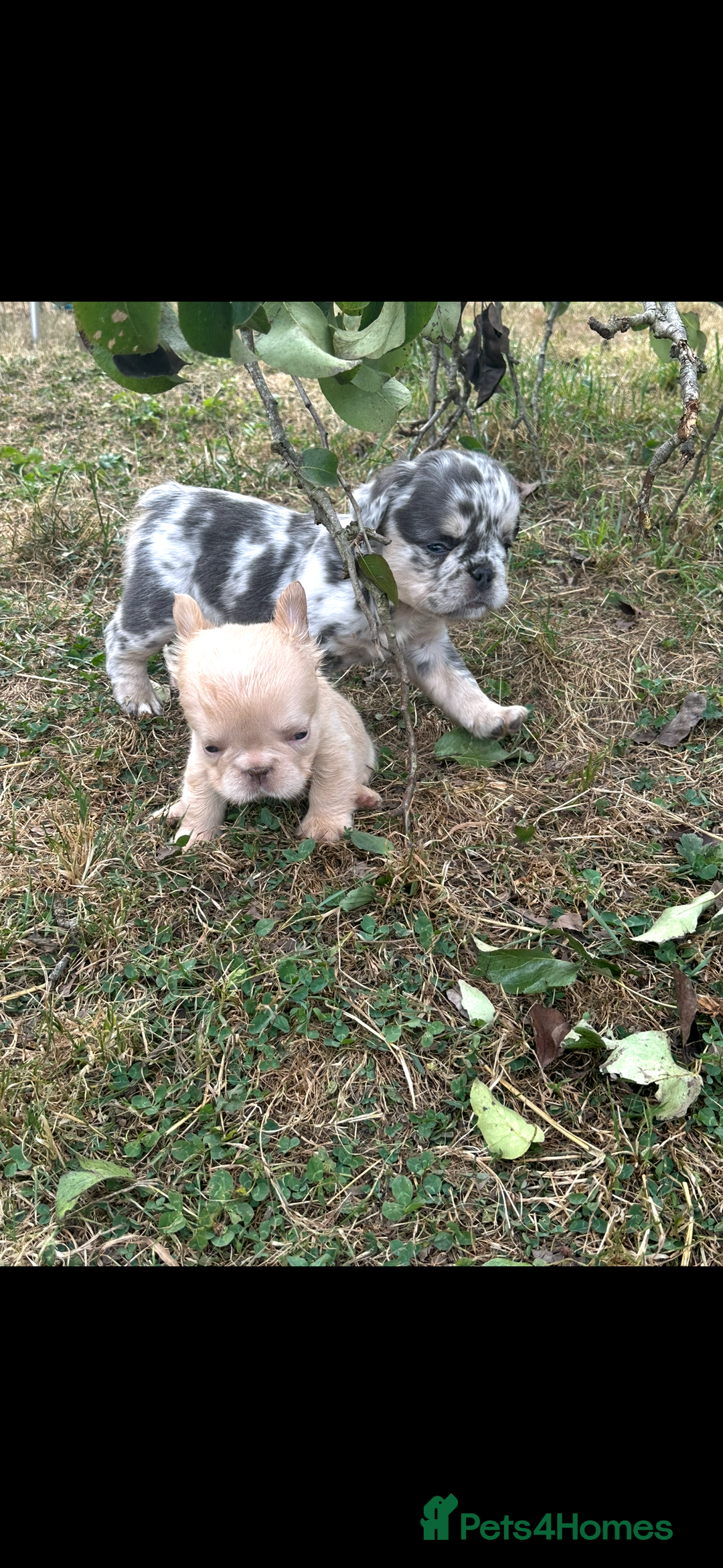 French Bulldog dogs for sale: 2 French bulldog pups - Image 4