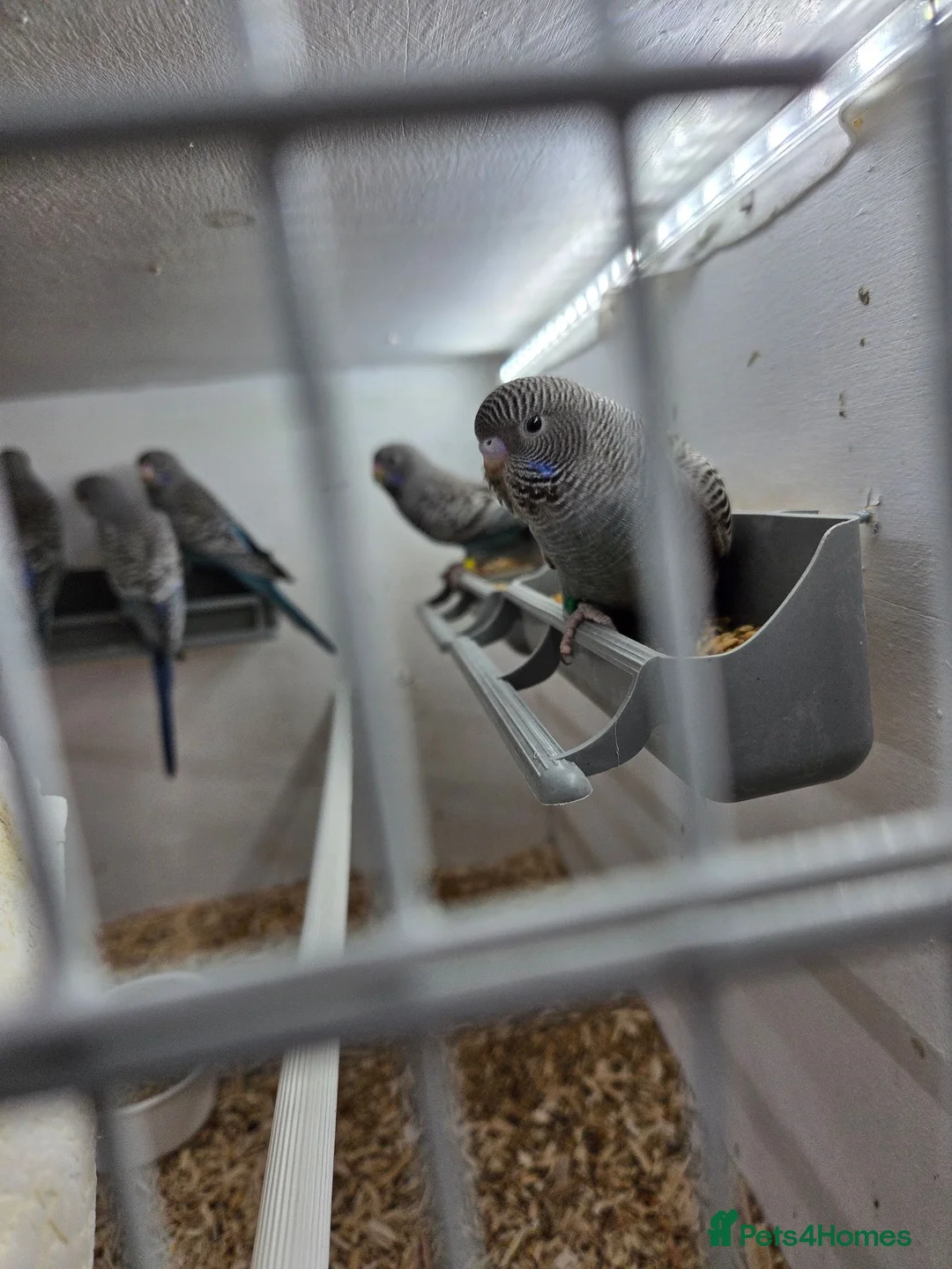 Budgerigars birds for sale: Black face budgies  - Advert 3