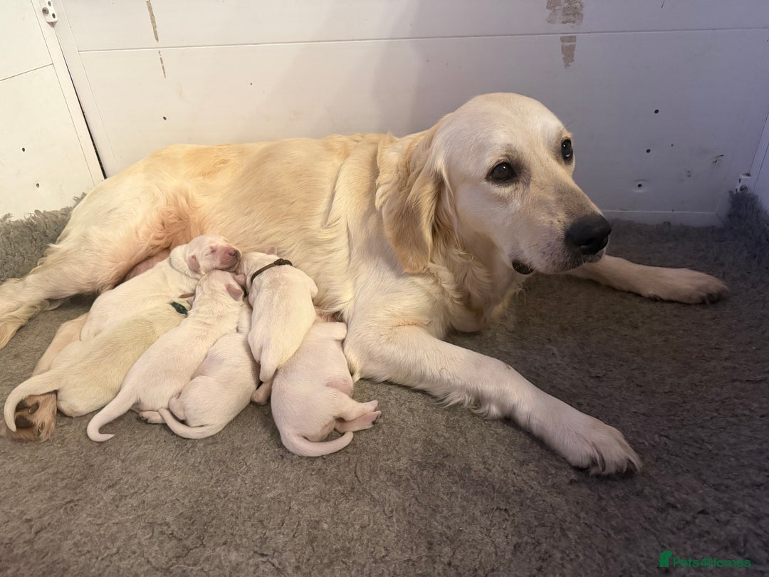 Golden Retriever dogs for sale:  FULLY HEALTH TESTED PARENTS - Advert 7