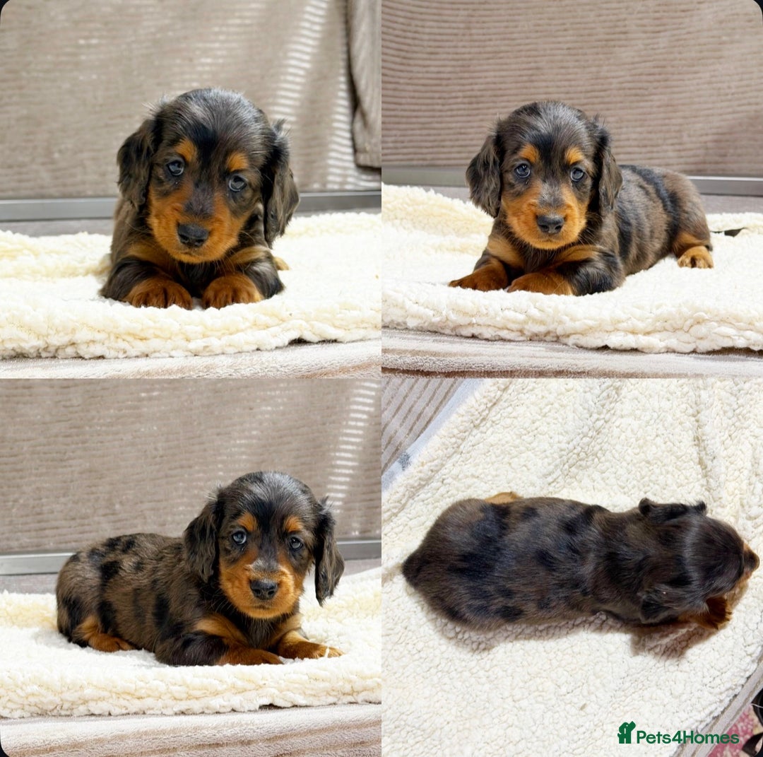 Miniature Dachshund dogs for sale: STUNNING LONG HAIRED KC MINI DACHSHUND PUPPIES - Advert 21