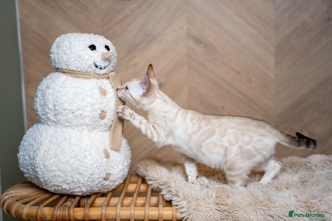 Bengal cats for sale: GOOBER-Snow Lynx Pure Bengal-TICA REG.-Playful boy - Advert 32