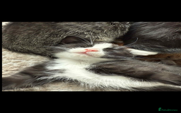 Ragdoll cats for sale: RAGDOLL MIX KITTENS  - Image 1