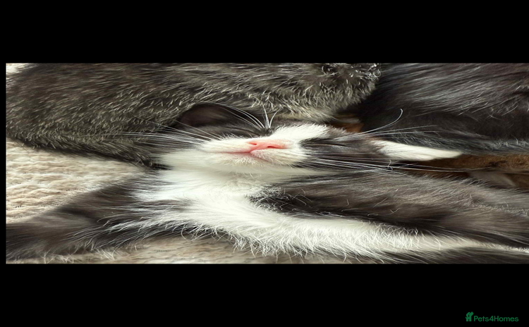 Ragdoll cats - Advert 11