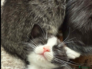 Ragdoll cats - Advert 1