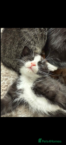 Ragdoll cats - Advert 1