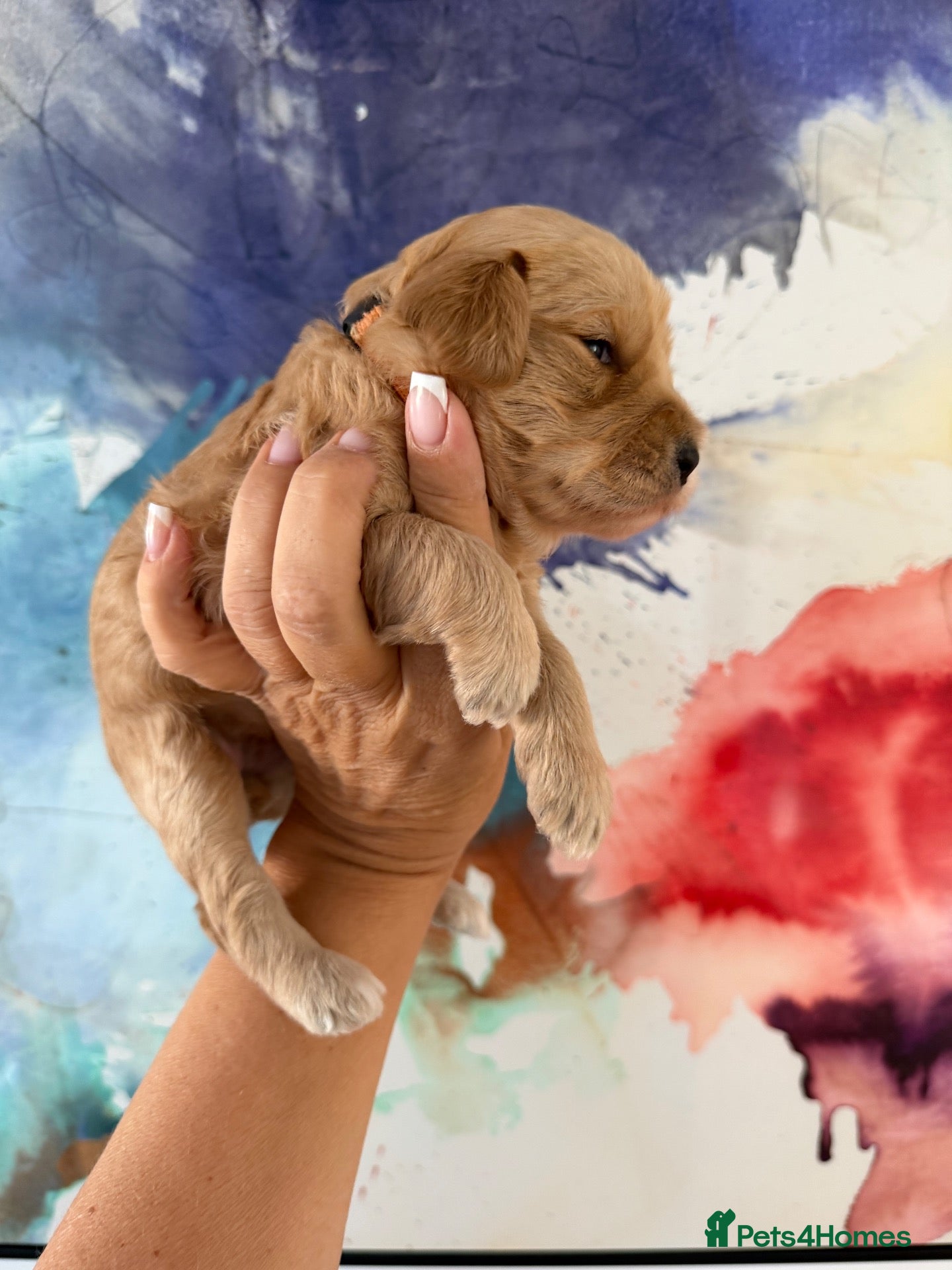 Labradoodle dogs Stunning Doodles Mini\Small Medium Apricot Girl - Advert 2