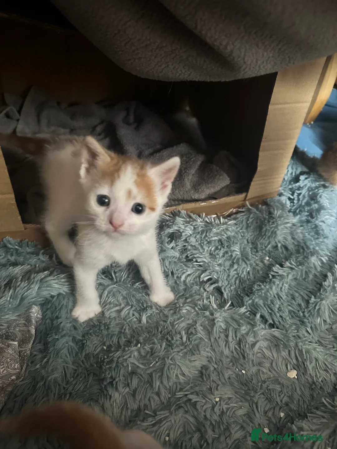 Mixed Breed cats for sale: Two male mixed breed kittens available  in Bolton - Advert 15